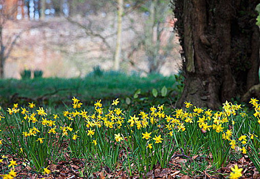 黄色,水仙花,花,建筑背景,诺森伯兰郡,英格兰