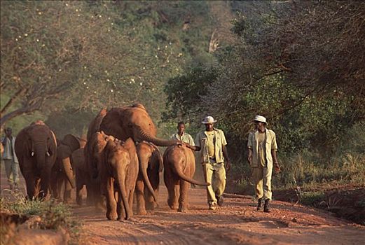 非洲象,孤儿,背影,夜晚,迟,下午,东察沃国家公园,肯尼亚