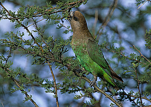 鹦鹉,克鲁格国家公园,南非,非洲