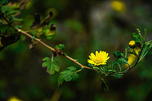 野菊花近摄