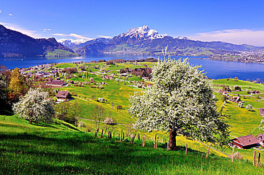 果树,盛开,靠近,琉森湖,攀升,皮拉图斯,背影,瑞士,欧洲