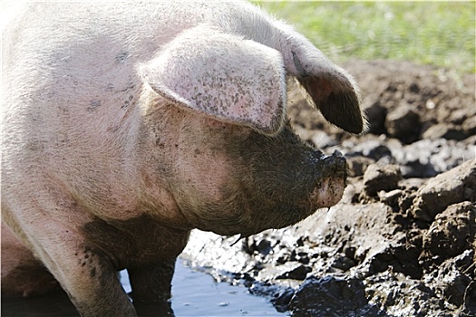 猪,打滚,泥