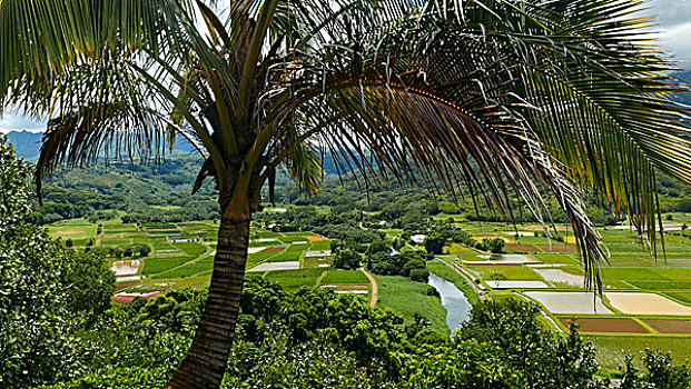 山谷,暸望,芋头,地点,考艾岛,夏威夷