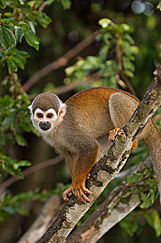 南美,松鼠猴,亚马逊河,厄瓜多尔