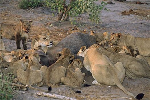非洲狮,狮子,自豪,非洲象,幼兽,乔贝国家公园,博茨瓦纳
