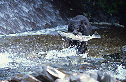 美国,阿拉斯加,靠近,克奇坎,黑熊,美洲黑熊,巨大