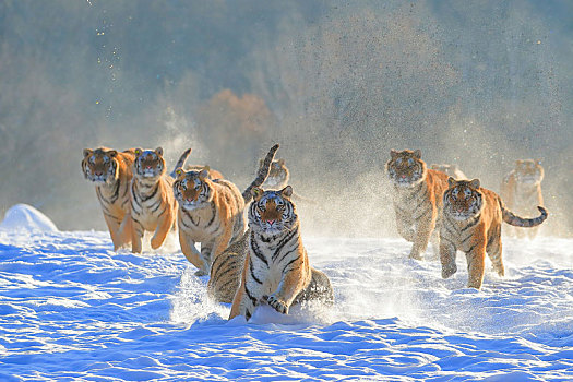 雪地成群的东北虎