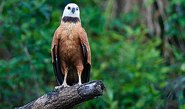 老鹰,亚马逊盆地,秘鲁