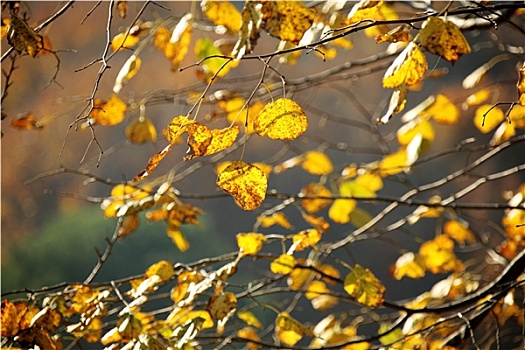 秋天,时间,树林