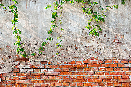斑驳的旧墙面与绿色藤条植物