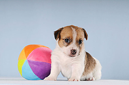 杰克罗素狗,小狗,坐,靠近,彩色,球