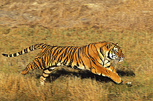 孟加拉虎,虎,成年,跑,干草