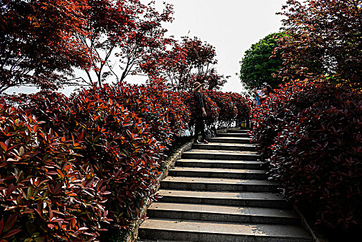 重庆南湖多彩植物园风光