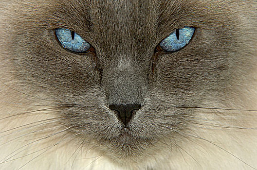 家猫,头像,蓝眼睛