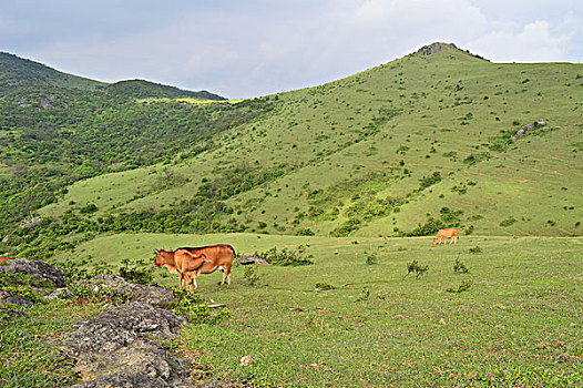 高山草场