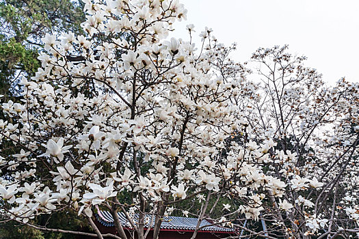 白花,木兰,树,北京