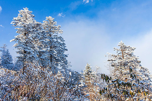 西岭雪山大雪的美丽风景