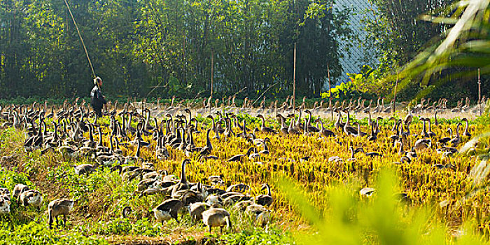 养殖业,鹅群,稻田,农村,村落,广东,江门,台山,浮月村