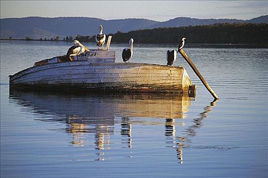 海鸟,鸟,鹈鹕,休息,腐烂,船,湖,澳大利亚