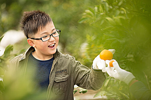 柑橘,小树林,孩子