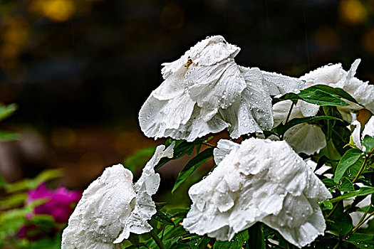 雨中的牡丹花