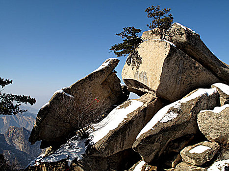 苍龙岭眺望华山松