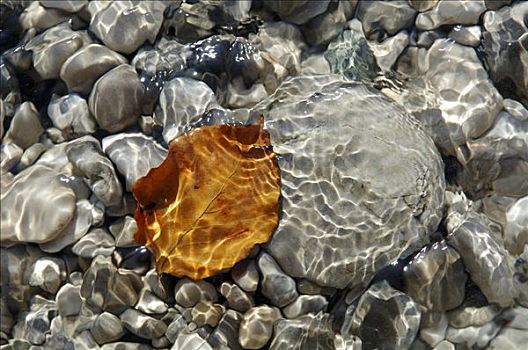 石头,秋叶,水