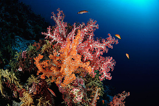 软珊瑚,礁石,塞舌尔