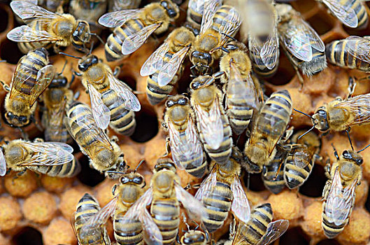 蜂蜜,蜜蜂,工蜂,雄蜂,蜂窝