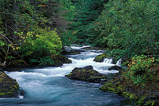 河,流动,树林,威勒米特国家公园,俄勒冈,美国