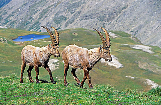 阿尔卑斯野山羊,羱羊,两个,长,冬天,高山,动物,大帕拉迪索国家公园,意大利