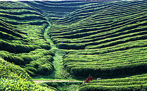 贵州高原茶场绿色