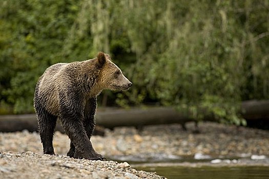大灰熊,走,河,不列颠哥伦比亚省,加拿大