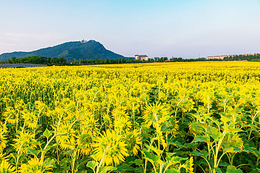 杭州湘湖景区花海花田向日葵