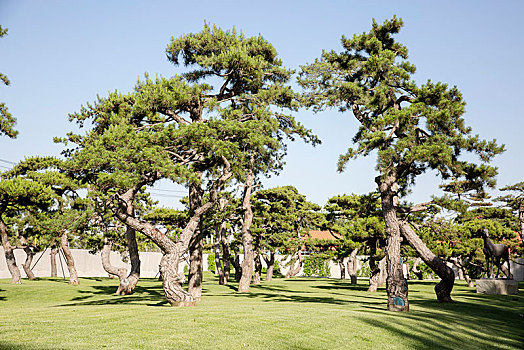 北京松美术馆