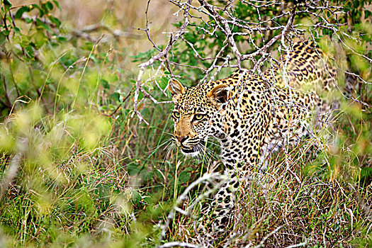 豹,特写,尾随,狩猎屋,南非