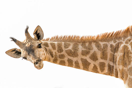 长颈鹿的脖子像什么图片