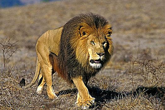 非洲狮,狮子,大草原