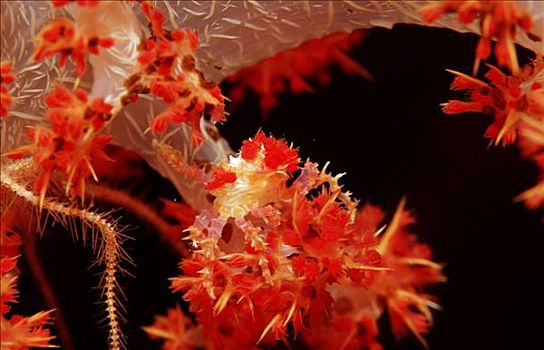 软珊瑚,苏拉威西岛,印度尼西亚