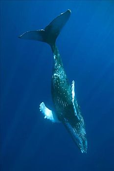 驼背鲸,大翅鲸属,鲸鱼,水下,太平洋