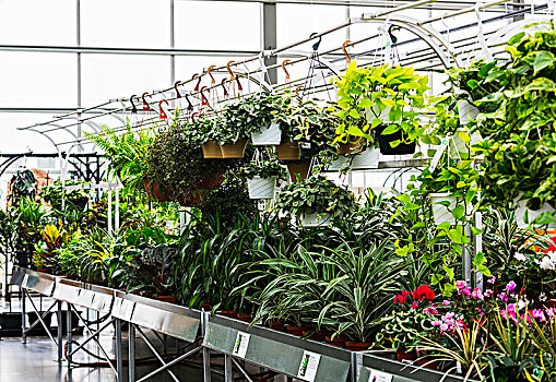 植物,出售,苗圃,购物,复杂,艾伯塔省,加拿大