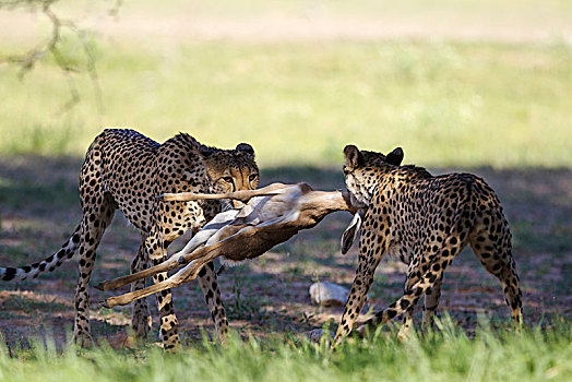 印度豹,猎豹,女性,亚成体,幼兽,畜体,跳羚,羊羔,卡拉哈里沙漠,卡拉哈迪大羚羊国家公园,南非,非洲