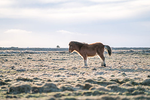 冰岛冬天草原上的冰岛马