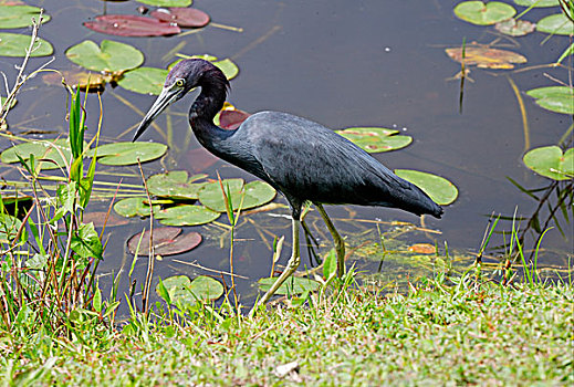 小,蓝色,苍鹭,成年,猎捕,边缘,大沼泽地国家公园,佛罗里达,美国