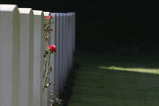玫瑰,墓碑,英国,军事墓地,科隆,北莱茵威斯特伐利亚,德国