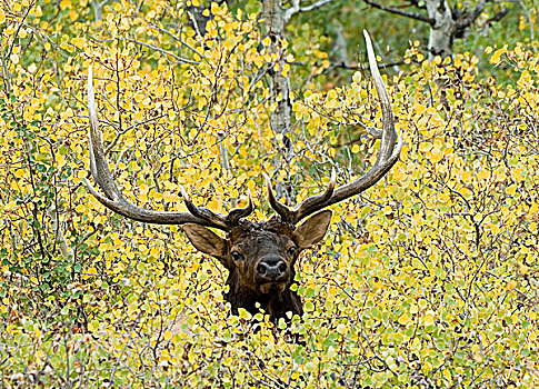 麋鹿,鹿属,鹿,雄性,漂亮,秋色,发情期,寻找,木,雌性,增加,眷群,瓦特顿湖国家公园,西南方,艾伯塔省,加拿大