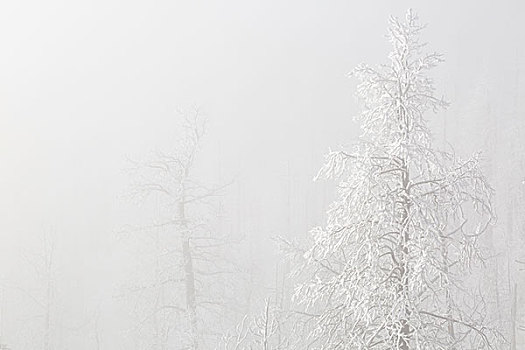 美国,科罗拉多,国家森林,树,白霜,雾,画廊