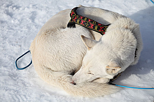 雪橇犬哈士奇