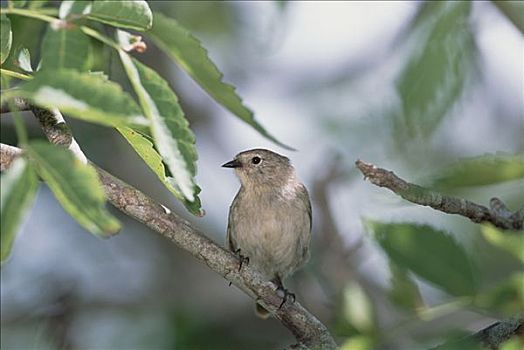 鸣禽,雀,本土动植物,小,食虫动物,一个,物种,赫诺韦萨岛,加拉帕戈斯群岛,厄瓜多尔
