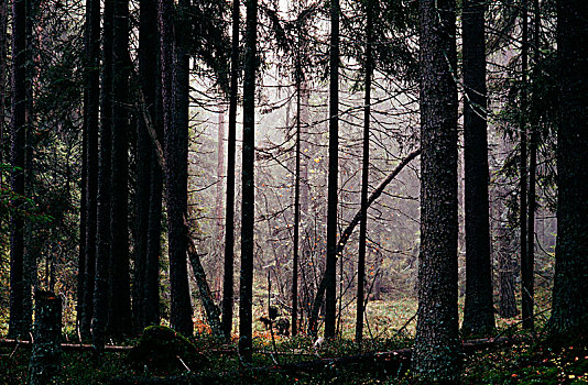 原始,树林,芬兰